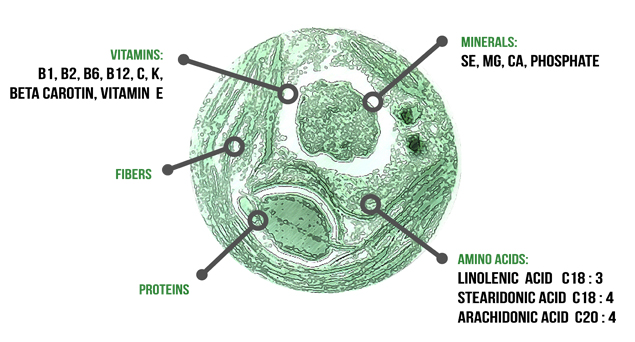 chlorella-organic-composition